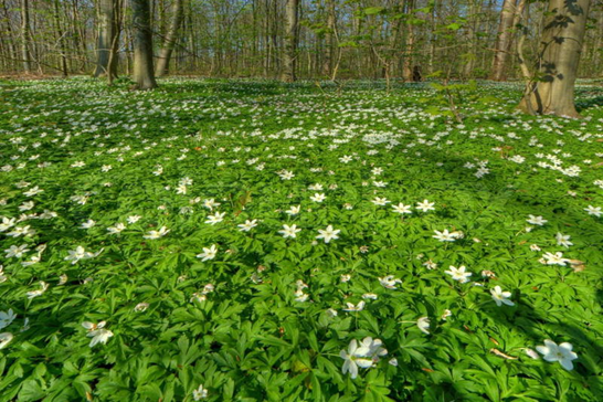anemoner